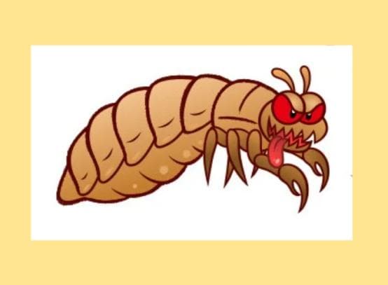 狗狗感染虱子怎么办？三种实用去除方法