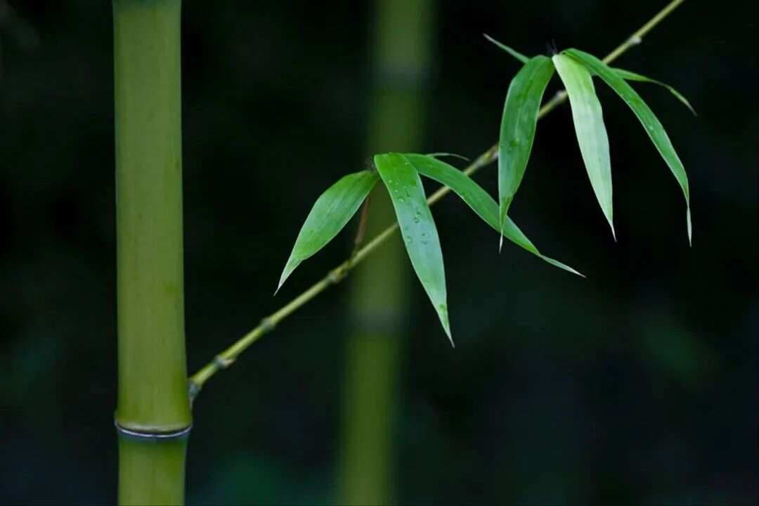 《说文解字》第931课：竹，最高的草