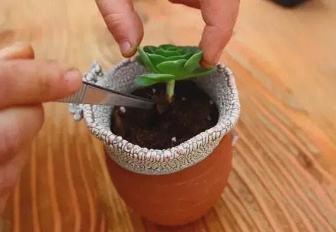 多肉植物“杀手”们，养不好多肉，很可能是这7个步骤没做好！