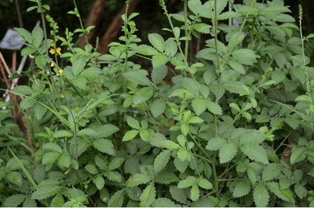 止血药自仙鹤来：仙鹤草的故事