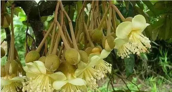 探究榴莲种子的种植方法（从选种到收获，教你成功种植榴莲）