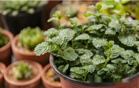 薄荷种子种植方法，薄荷种子种植发芽、时间