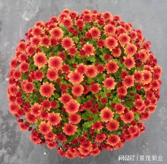 盆栽国庆小菊栽培技术详解