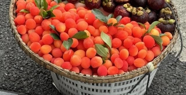 成都街头色泽鲜艳的“哈儿果”是啥来头？带你一探究竟