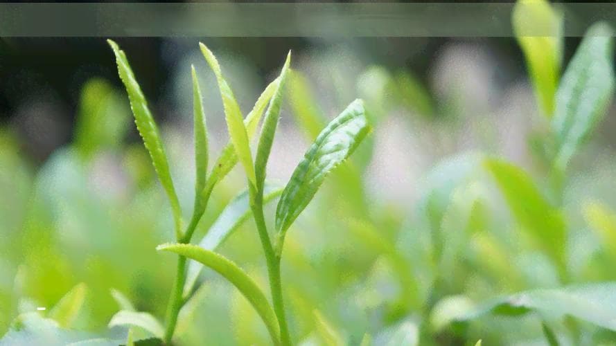 探究山茶花与茶叶之间的奇妙关系：山茶究竟属于哪种茶？