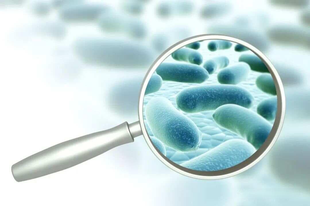 益生元在水产养殖中的应用：与益生菌的区别与联系