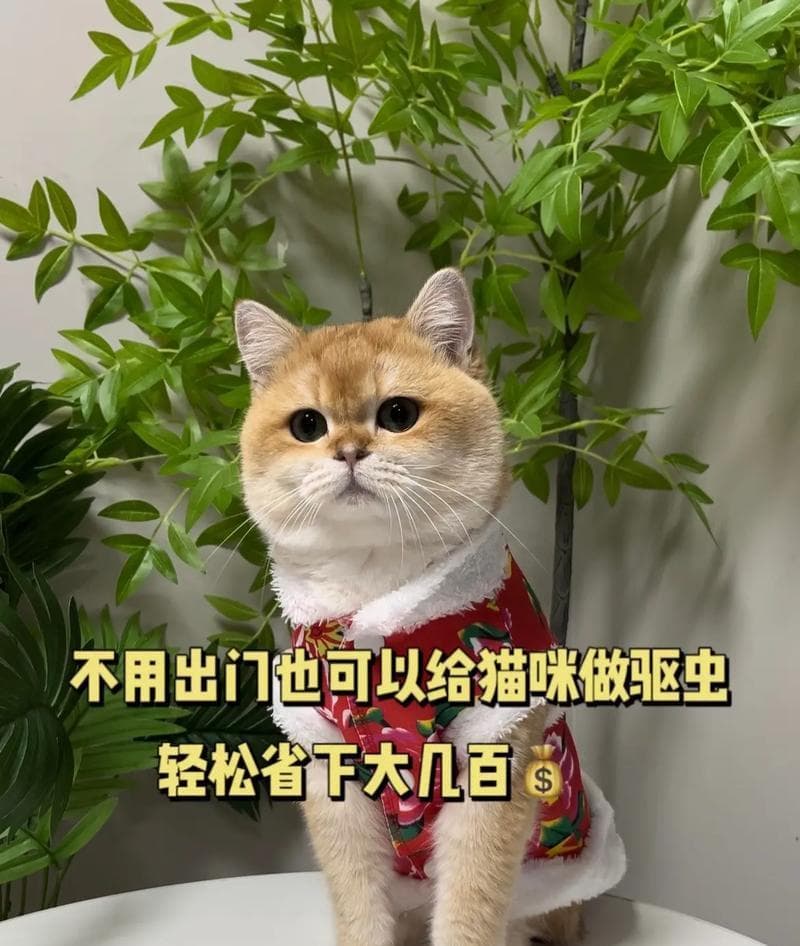 猫咪驱虫的时机与应对驱虫带来的应激情况（科学合理的驱虫计划和缓解驱虫应激的方法）