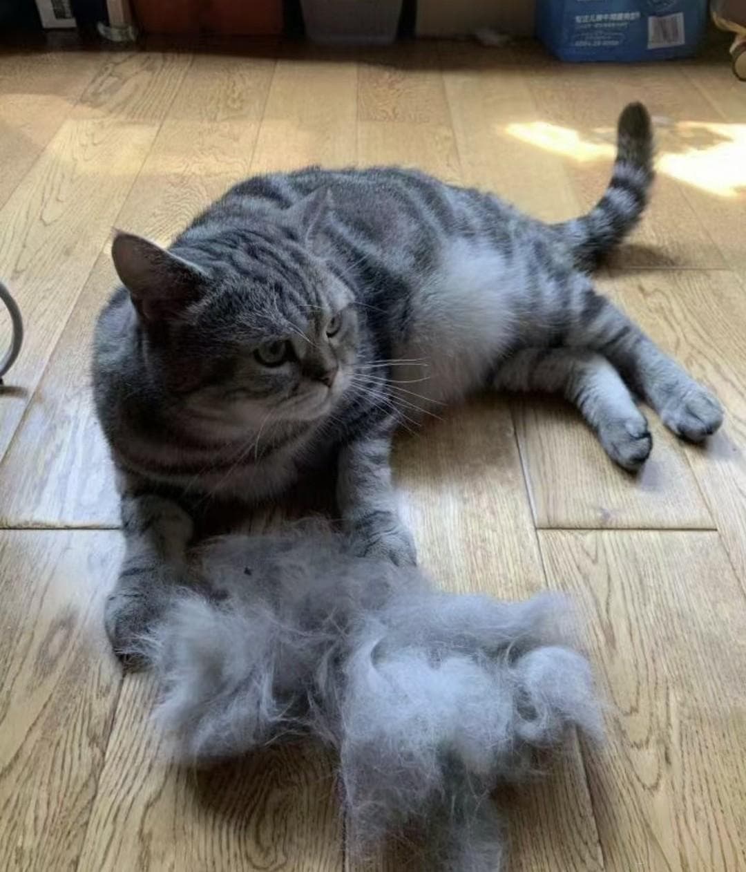 揭秘室内养猫热潮：为何猫咪成为现代家庭的新宠？