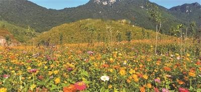 “宝山”生新绿 岭南涌“碧浪” 韶关大宝山矿山蝶变
