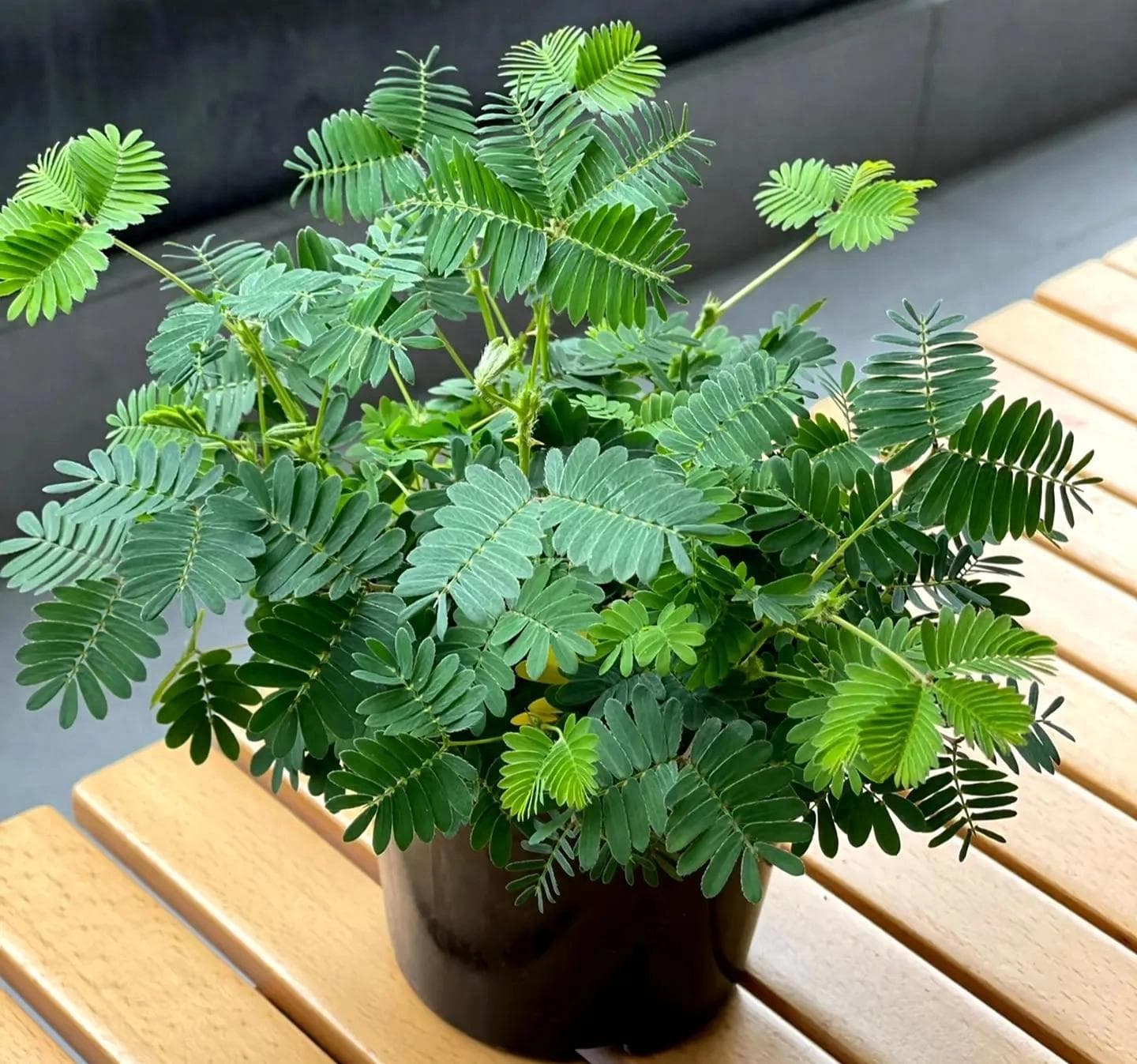 18种常见有毒植物，家里有养的赶紧搬出去