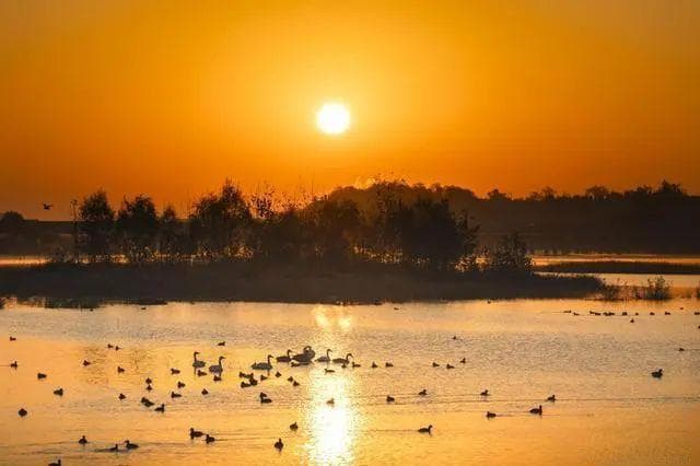 生物多样性保护 | 白天鹅爱上了“好客山东”，它们又飞到齐鲁大地过冬了