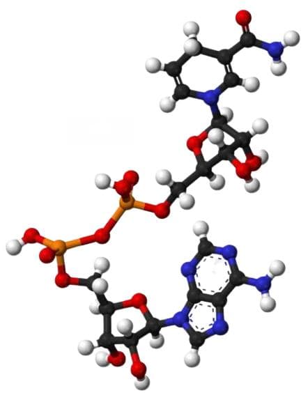 NADH是什么？揭秘其在生物体内的作用机制