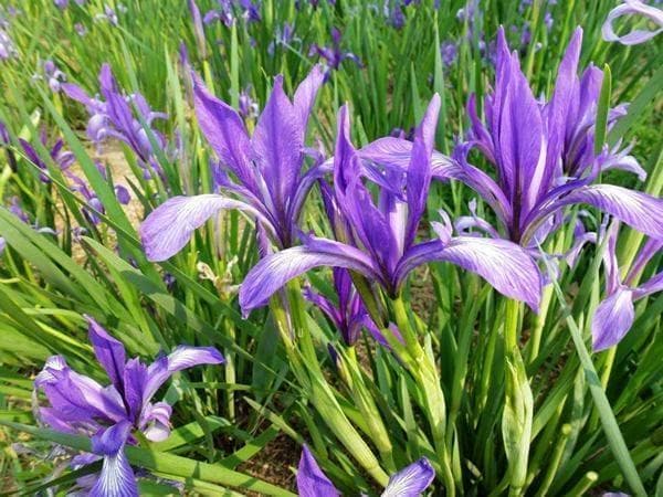 马兰花习性与种植时间
