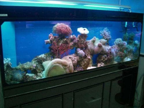 宠物鱼缸水温调控技巧：快速降低水温，确保水族健康！