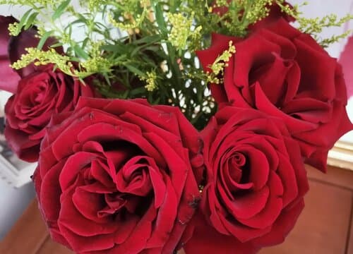 玫瑰花的样子、颜色、气味及不同颜色的花语寓意