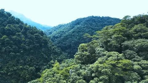 鼎湖山：夏日里的历史文化绿洲