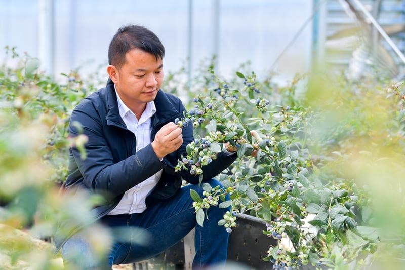 罗源数智化种蓝莓，促进村民增收乡村振兴