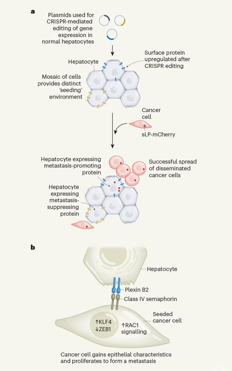 Nature：科学家找到结直肠癌肝转移的“帮凶”
