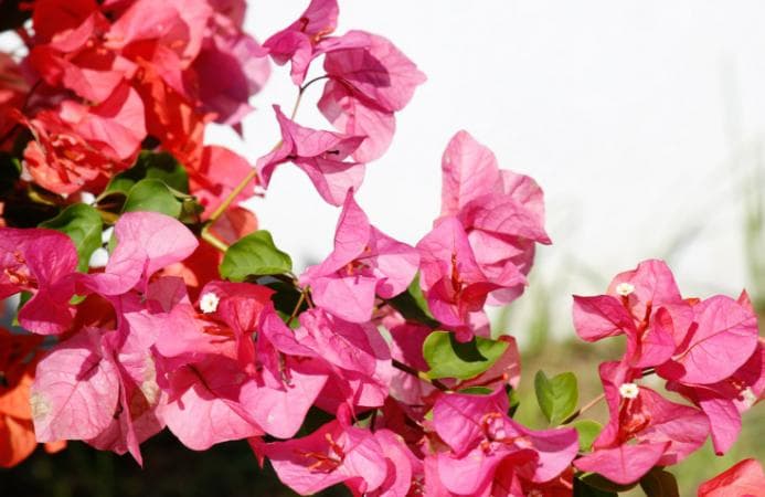 三角梅有了花苞以后怎样浇水?需要什么肥料最好呢?