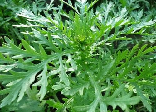 茼蒿是什么植物 是几年生草本