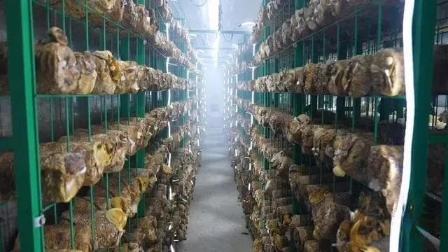 山东临清：智慧方舱让食用菌过上“数智生活”