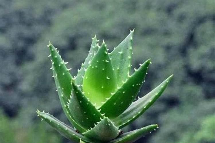 芦荟的栽培秘籍：掌握关键技巧，轻松养出健康绿植