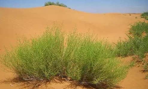 来了解这几种治沙植物！沙蒿、白刺、花棒、柠条、柽柳、梭梭、沙拐枣