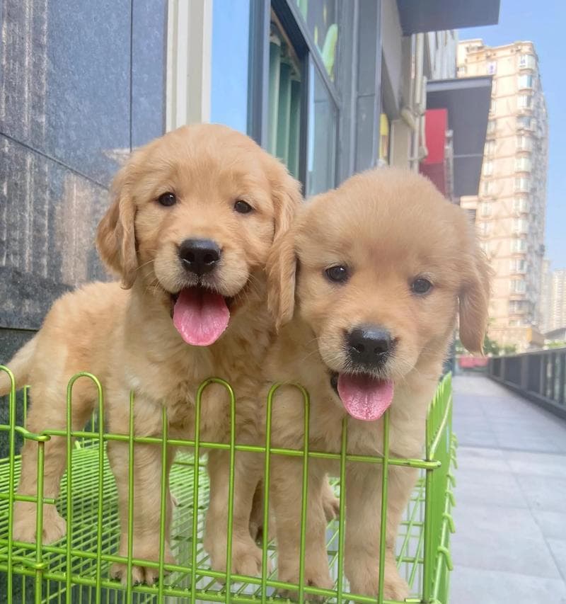 小金毛幼犬的合理饮食安排