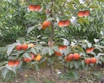 庭院种柿子树，享受自然果实（柿子树种植指南，培育丰硕收成）