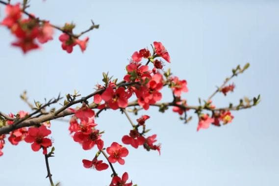春日，走进“繁花似锦”的高安