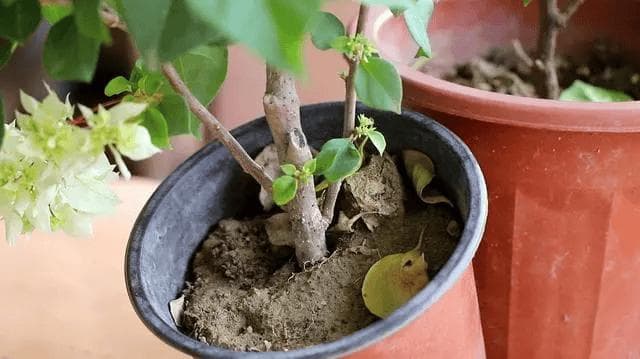 新手养花，学会7句“浇花口诀”，啥花也能养好