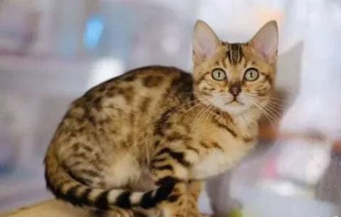 孟加拉豹猫的优缺点