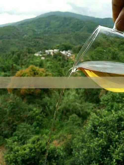 明前茶与雨前茶：清明前后茶叶选购指南