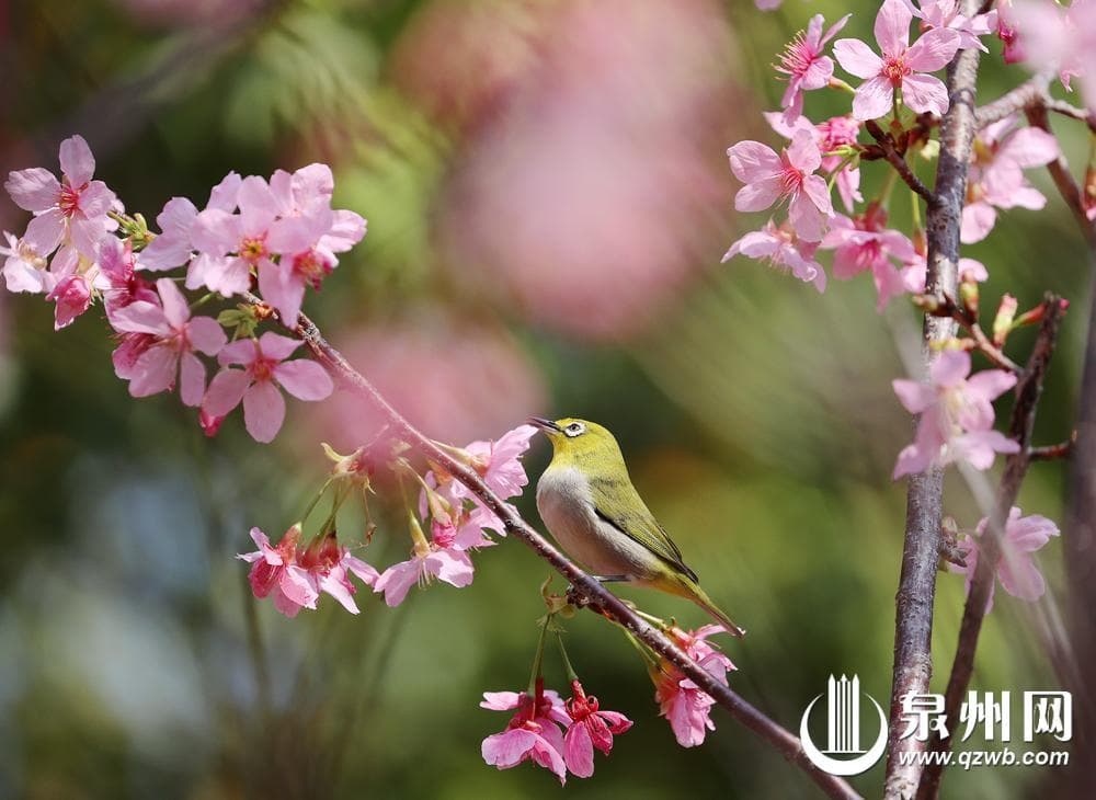 春日赏花全攻略 世遗泉州 邂逅“花花世界”