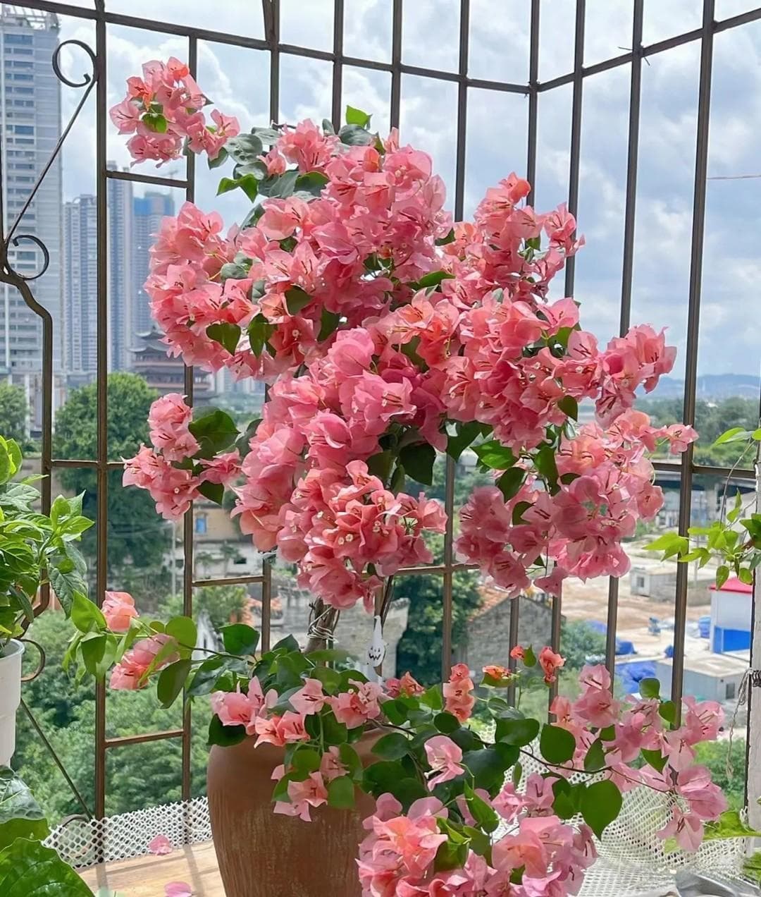 三角梅，6月花后赶紧做1件事，现在不“狠心”，很难再开“爆盆”