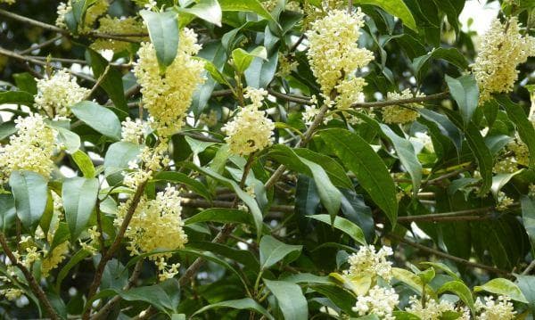 杭州赏桂花全攻略：十大赏桂胜地与美食推荐