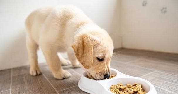 幼犬饮食全攻略：从食材到注意事项，新手养犬必读指南
