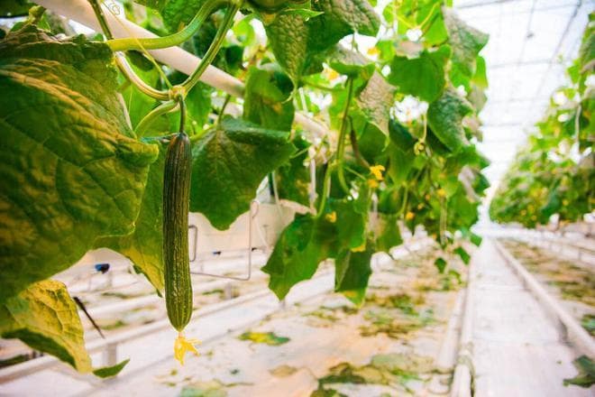 黄瓜种植技术要点