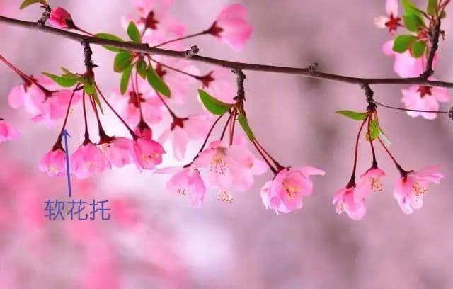 梅花樱花桃花杏花梨花李花，傻傻分不清？