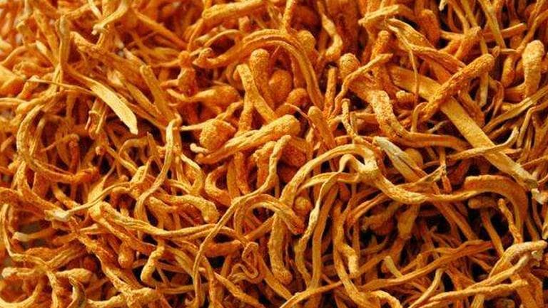 虫草花的功效与作用、禁忌和食用方法