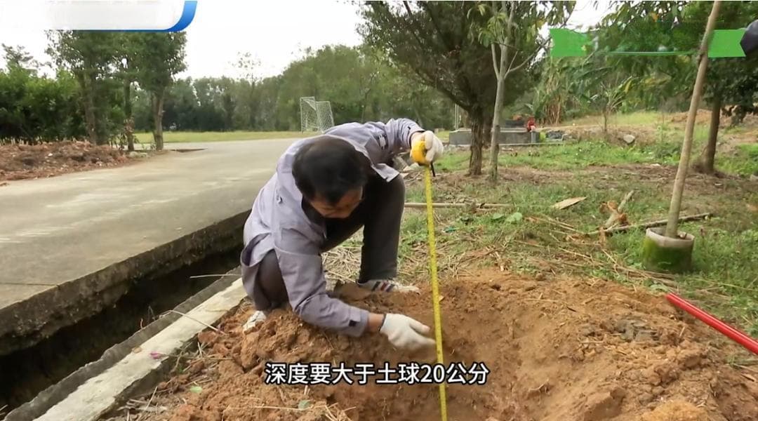 最新种树教程来了！一个视频“手把手”教会你→