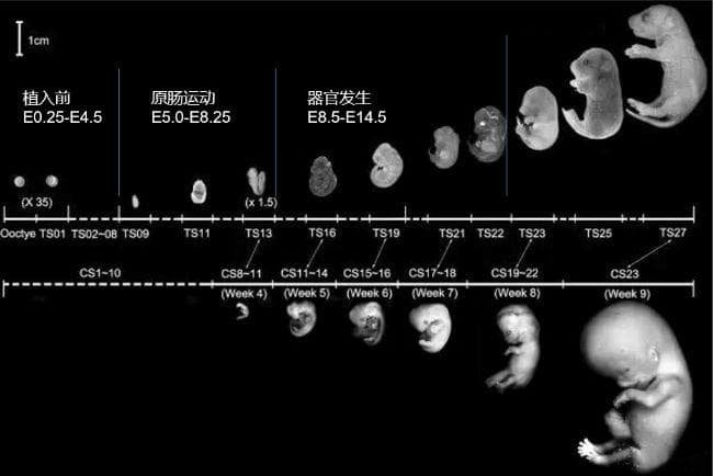 从受精卵发育成为小鼠的过程详细介绍与图示