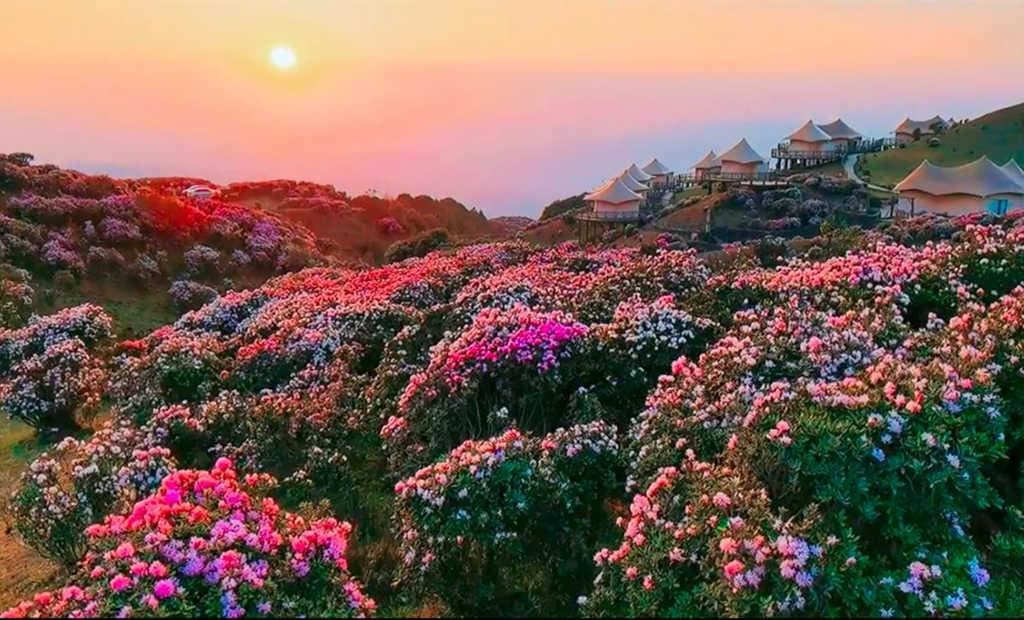 贵州乌蒙大草原：十万亩杜鹃花海的绝美绽放
