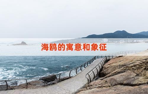 海鸥的寓意和象征：海洋之翼与文化的交织