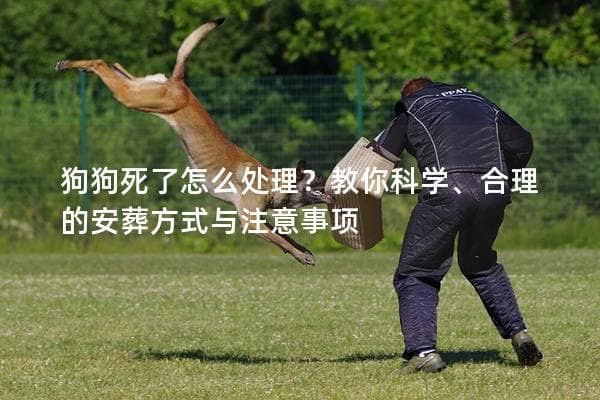 狗狗去世后如何处理？科学、合理的安葬方式与注意事项