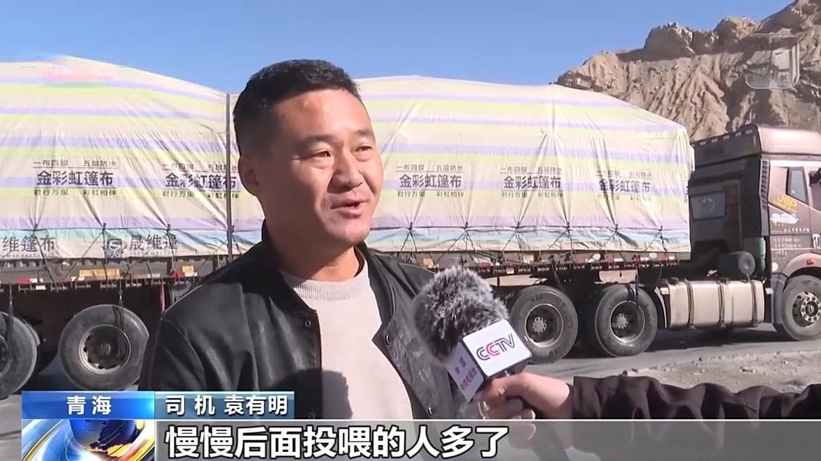 主动讨食还会挑食，可可西里的狼到底该不该喂？