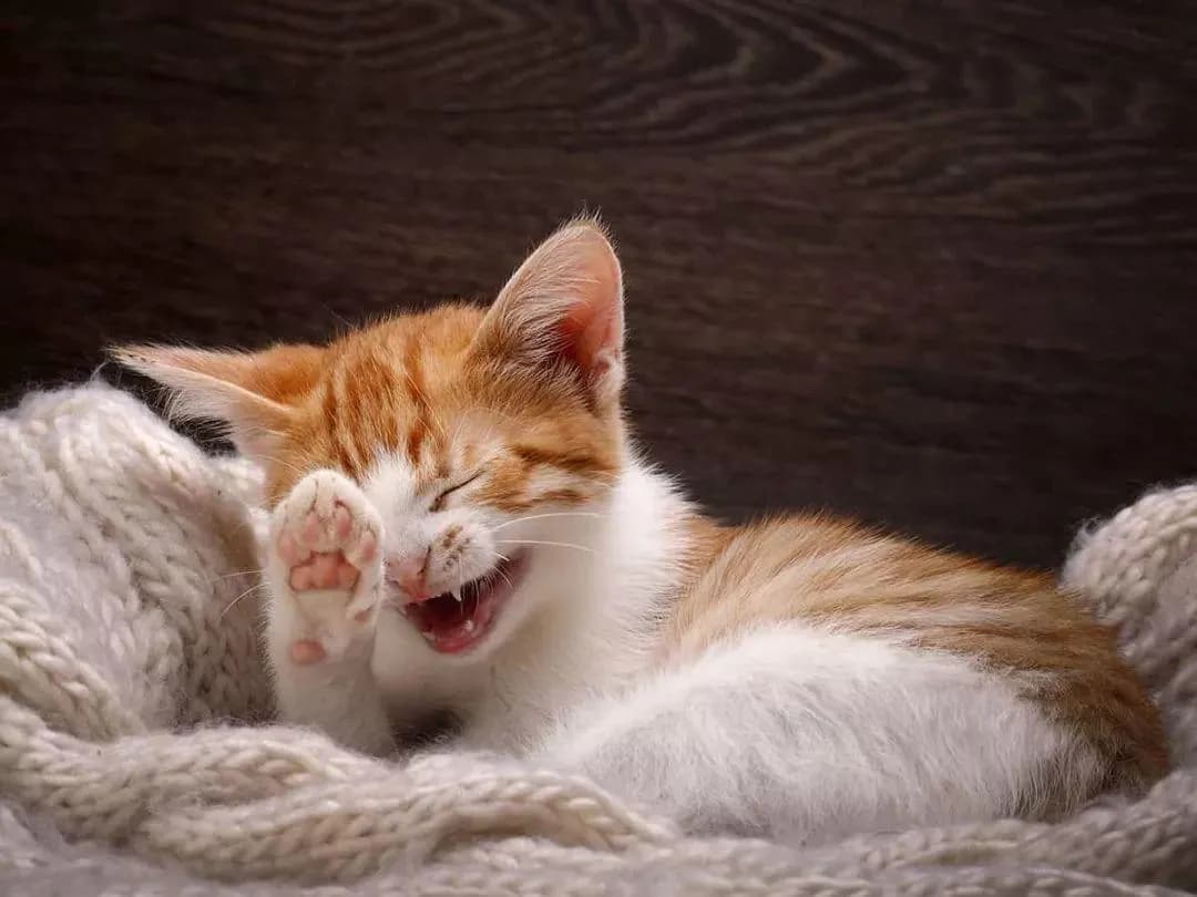 猫的口水干净吗？从科学角度解析猫咪口水的清洁程度