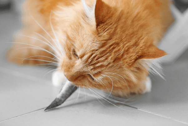 宠物猫可以吃活鱼吗（什么不能吃）