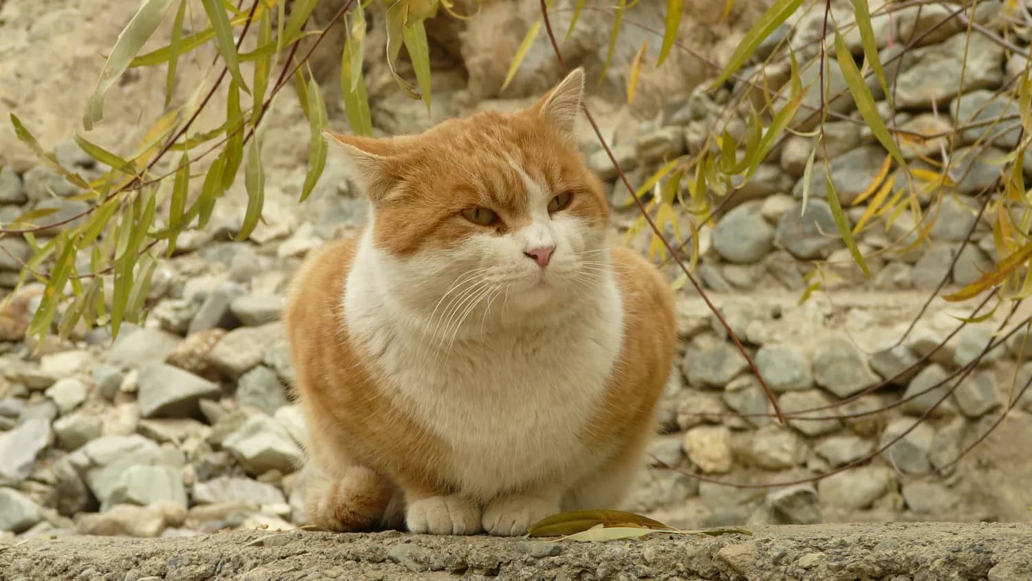 胖吉猫爆红背后的设计秘密