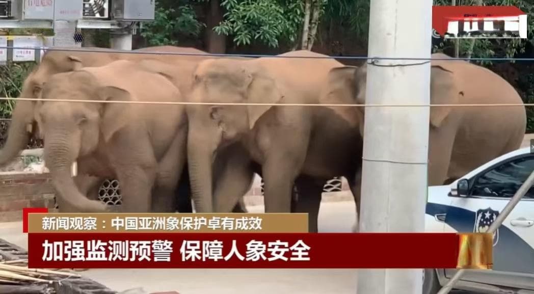 大象“组团遛弯”背后的中国绿色故事
